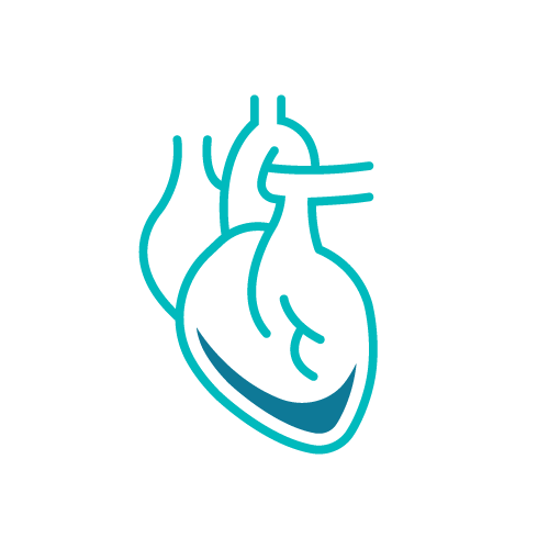 Stylized illustration of a human heart, representing cardiovascular health and fitness.
