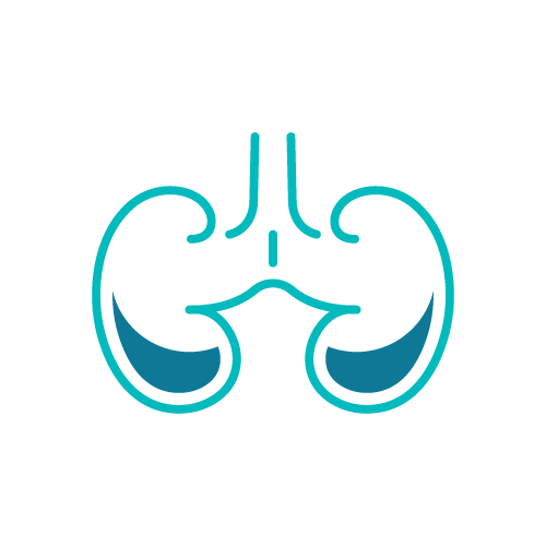 Urology kidney icon, representing healthcare services, only available at SCALE Healthcare.